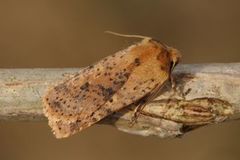 Dotted Chestnut (Conistra rubiginea)