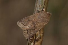 Common Quaker (Orthosia cerasi)
