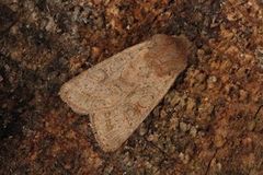 Common Quaker (Orthosia cerasi)
