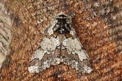 Oak Beauty (Biston strataria)