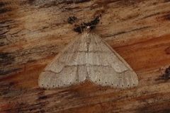 Dotted Border (Agriopis marginaria)