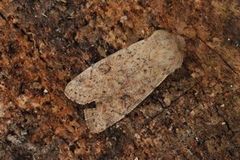 Small Quaker (Orthosia cruda)