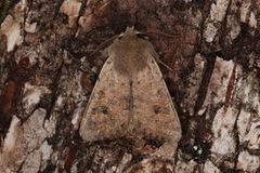 Small Quaker (Orthosia cruda)