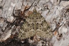 Autumn Green Carpet (Chloroclysta miata)