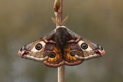 Emperor Moth (Saturnia pavonia)