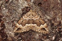 Water Carpet (Lampropteryx suffumata)