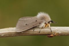 Muslin Moth (Diaphora mendica)