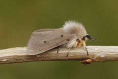 Gråbrun tigerspinner (Diaphora mendica)