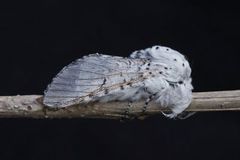 Puss Moth (Cerura vinula)