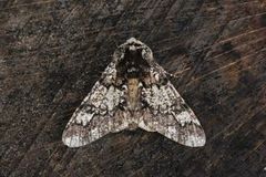 Oak Beauty (Biston strataria)