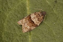 Dark-barred Tortrix (Syndemis musculana)