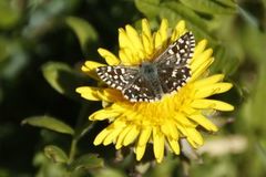 Grizzled Skipper (Pyrgus malvae)
