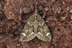 Red-green Carpet (Chloroclysta siterata)