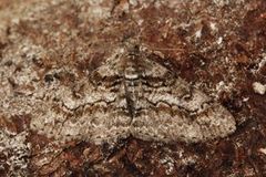 Ringed Carpet (Cleora cinctaria)