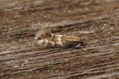 Phyllonorycter ulmifoliella