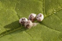 Rødbrun bladspinner (Phyllodesma ilicifolia)