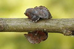 Small Lappet (Phyllodesma ilicifolia)