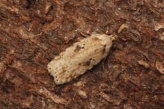 Agonopterix arenella