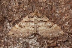 Shoulder-stripe (Anticlea badiata)