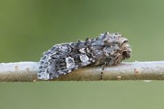 Glaucous Shears (Papestra biren)