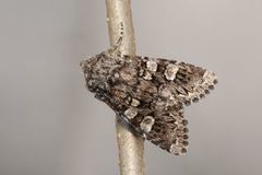 Glaucous Shears (Papestra biren)