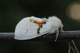 Hvit tannspinner (Leucodonta bicoloria)