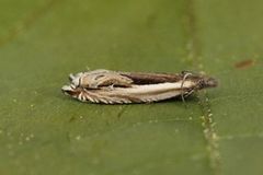 Stripesigdvikler (Ancylis apicella)