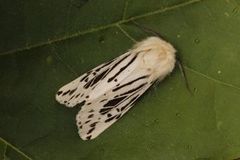 White Ermine (Spilosoma lubricipeda)