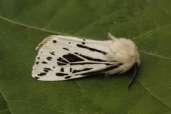 White Ermine (Spilosoma lubricipeda)