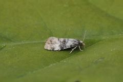 Birch Conch (Cochylis nana)