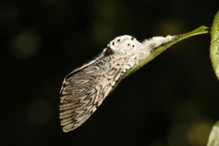 Puss Moth (Cerura vinula)