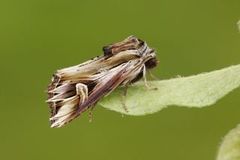 Purple Cloud (Actinotia polyodon)