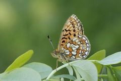 Bog Fritillary (Boloria eunomia)