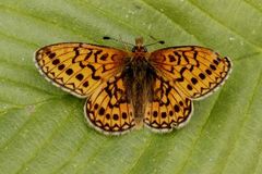 Bog Fritillary (Boloria eunomia)