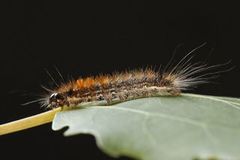 Nut-tree Tussock (Colocasia coryli)
