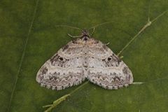 Small Seraphim (Pterapherapteryx sexalata)