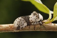 Alder Kitten (Furcula bicuspis)