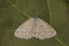 Lewes Wave (Scopula immorata)