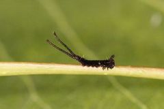 Puss Moth (Cerura vinula)