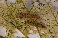 Punkttigerspinner (Spilosoma lubricipeda)