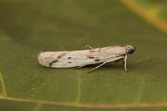 Reinfannsmalmott (Phycitodes maritima)