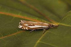 Scarce Grass-veneer (Crambus pratella)
