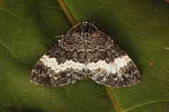 White-banded Carpet (Spargania luctuata)
