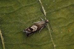 Triple-stripe Piercer (Grapholita compositella)
