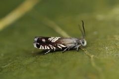 Triple-stripe Piercer (Grapholita compositella)