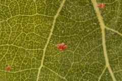 Blek bladmåler (Jodis lactearia)