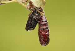 Hasselmunkefly (Colocasia coryli)