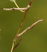 Oreflikmåler (Ennomos alniaria)