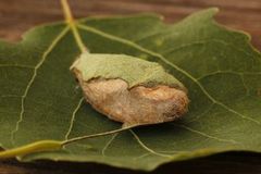 Small Lappet (Phyllodesma ilicifolia)