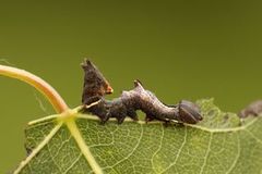 Pebble Prominent (Notodonta ziczac)